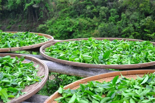 【誕生月別】あなたの性格に合うツル植物12選。おすすめの種類も紹介