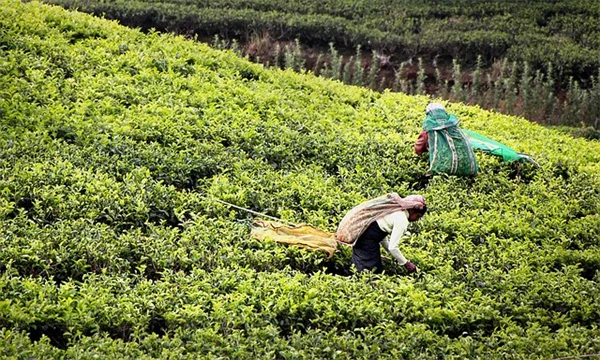 フィカス・リラータの5月の育て方：失敗しない3ステップを現役愛好家が解説