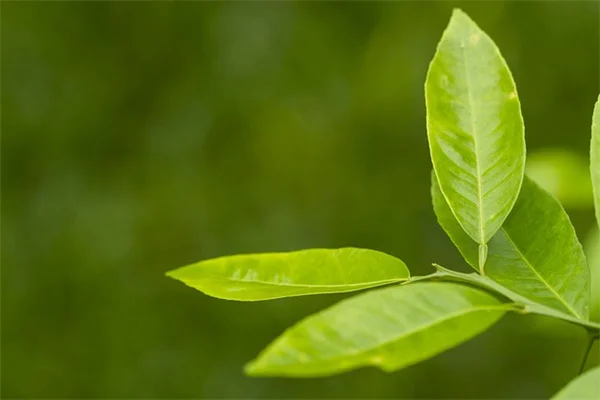 鳥の餌になる植物6選！種から育てて節約＆野鳥を呼ぶ私の方法