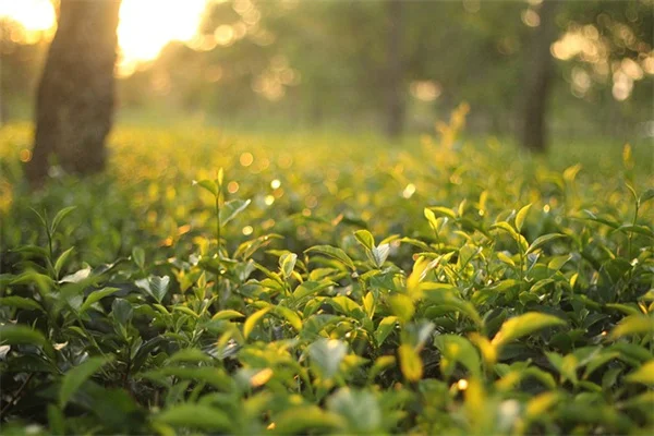 秋の施肥は、たった3種類の植物に絞ろう。実は、これだけで来年の庭が劇的に変わる。