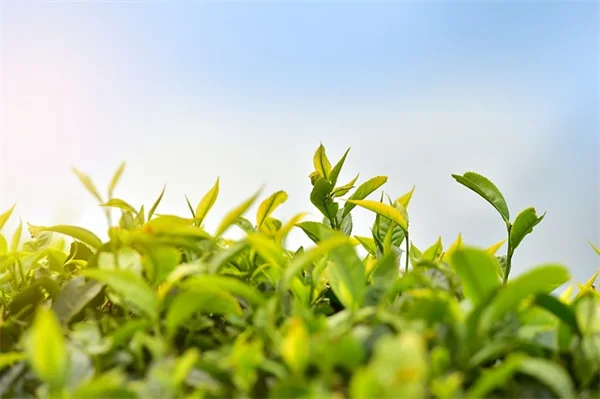 4月に果樹へやるべき6つの必須タスク