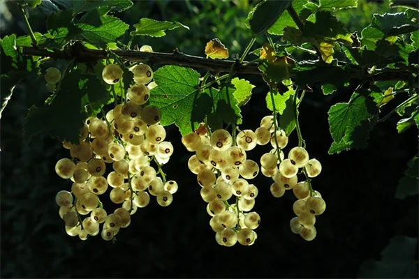 迷迭香の復活は冬剪定で決まる！木質化した茎を緑に戻す方法