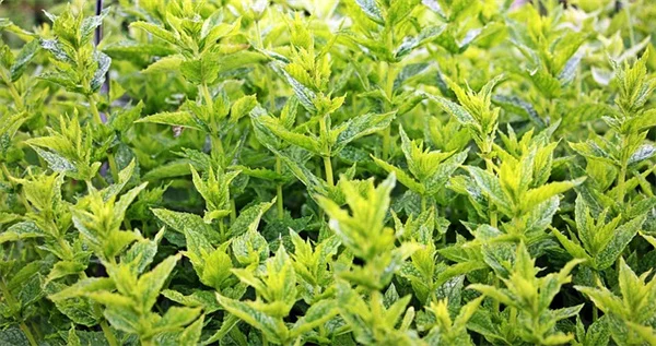 植物に話しかける効果は？科学的な真実と注意深さの関係